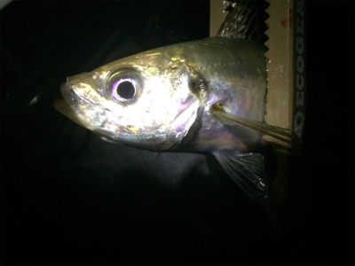 久しぶりフロートゲーム