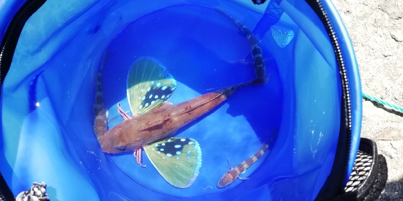 早朝から投げ祭り