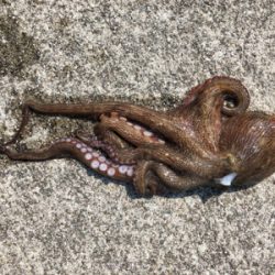 コスモでツバスとタコ