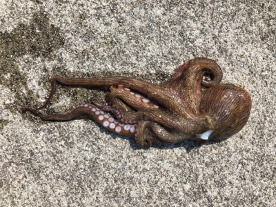 コスモでツバスとタコ