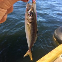 サバアジツバス