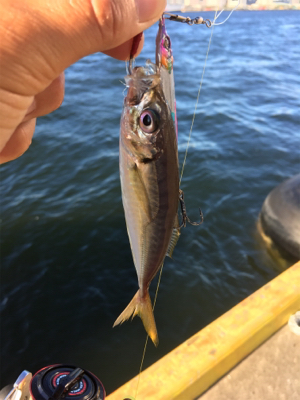 サバアジツバス