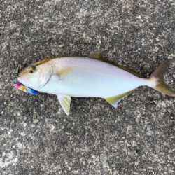 夏のライトショアジギング