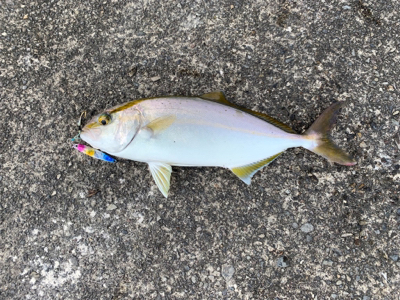 夏のライトショアジギング