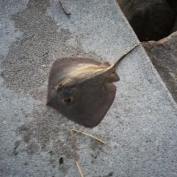 ナイトシーバス