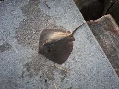 ナイトシーバス