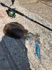 夏イカフィーバー！！三連発！！