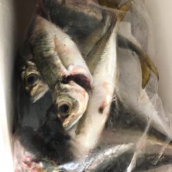 久々のフロートアジング!