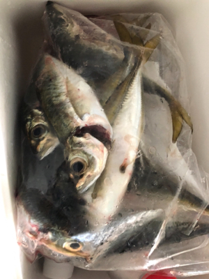 久々のフロートアジング!