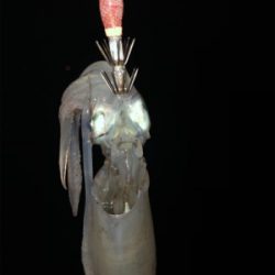 短時間ケンサキエギング