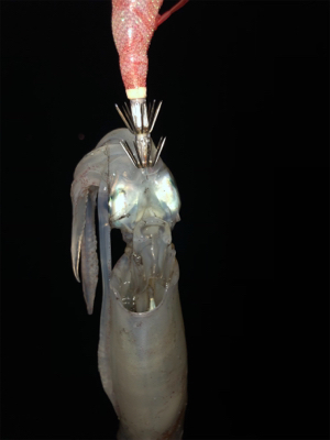 短時間ケンサキエギング