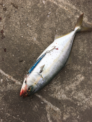 風はだいぶおさまりまさした。