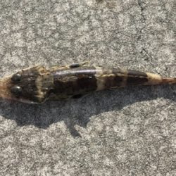 ฅ( 。-_-。^)ε・^) チュッ