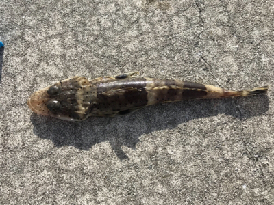 ฅ( 。-_-。^)ε・^) チュッ