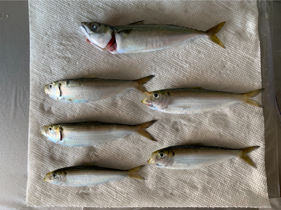 風ツヨ、波タカ。