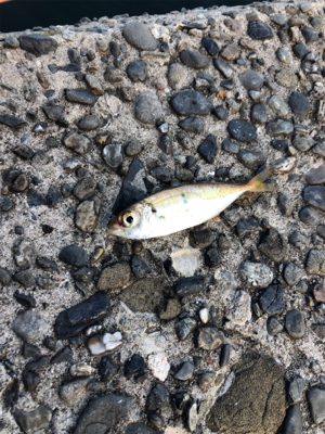 まだまだ小さい