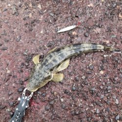 向かい風の中、コチ45cm!