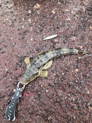 向かい風の中、コチ45cm!