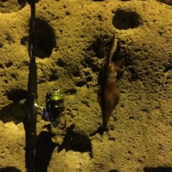 なんとかケンサキ!