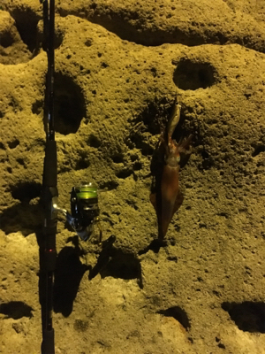 なんとかケンサキ!