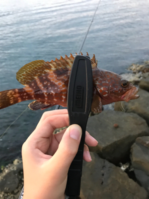 根魚を求めて②