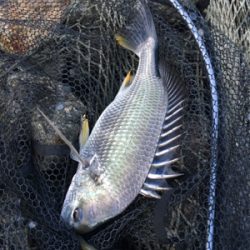 突貫のシーバスタックル入魂笑