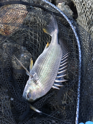 突貫のシーバスタックル入魂笑