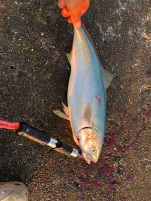 内房ライトショアジギ！