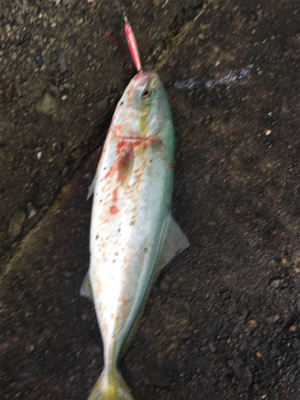 アジングのつもりが…