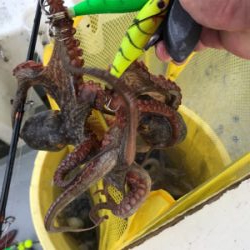 明石  タコ釣り   戎丸