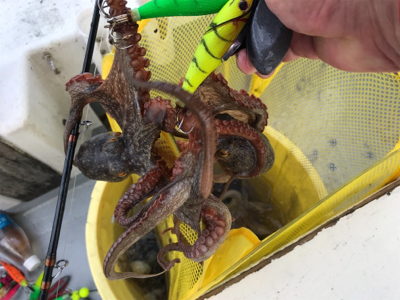 明石  タコ釣り   戎丸