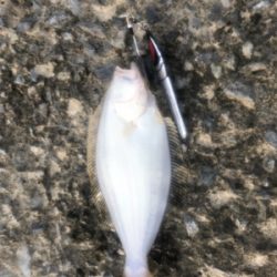 ヒラメ 道南津軽海峡 ショアジギング