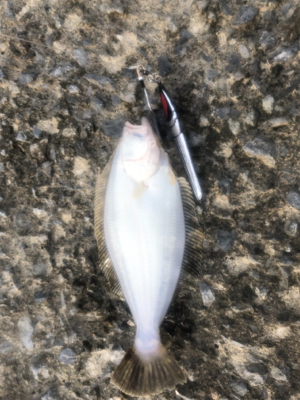 ヒラメ 道南津軽海峡 ショアジギング