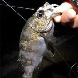 サーフフロートメバリング