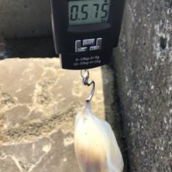 暑過ぎる 夏イカ