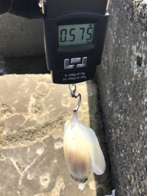 暑過ぎる 夏イカ