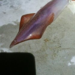 ケンサキイカ5杯！！