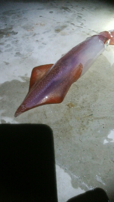 ケンサキイカ5杯！！