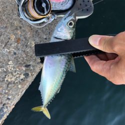 サバ、アジ、がしら