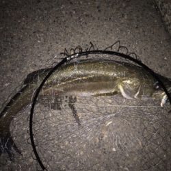 活性アゲアゲ！