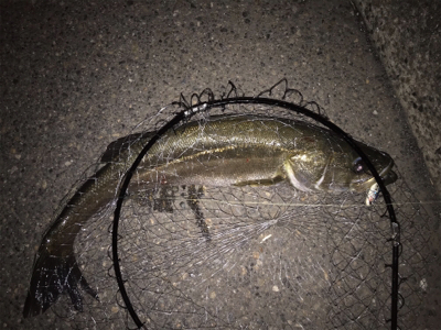 活性アゲアゲ！