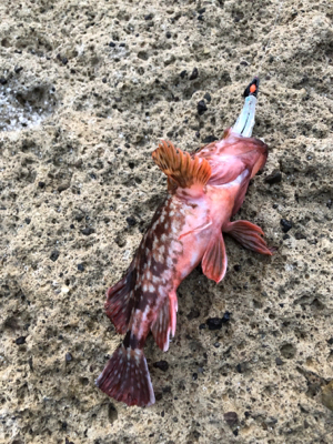 アコウよ、どこいった。