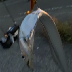 渋タチウオin8月