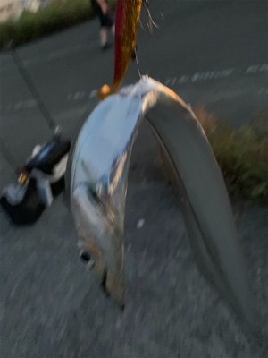 渋タチウオin8月