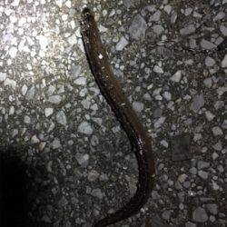 久しぶりの釣り