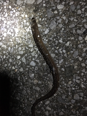 久しぶりの釣り