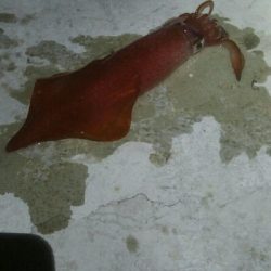 ケンサキイカ2杯！！