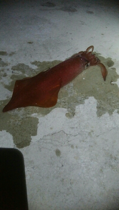 ケンサキイカ2杯！！