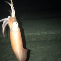 やっぱり渋いケンサキ釣り(＞＜)