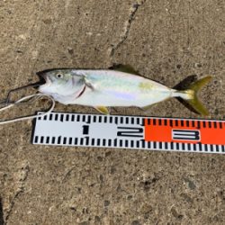 タコ.ツバス.etc…